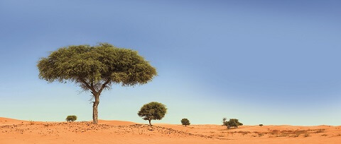 Ghaf Tree UAE