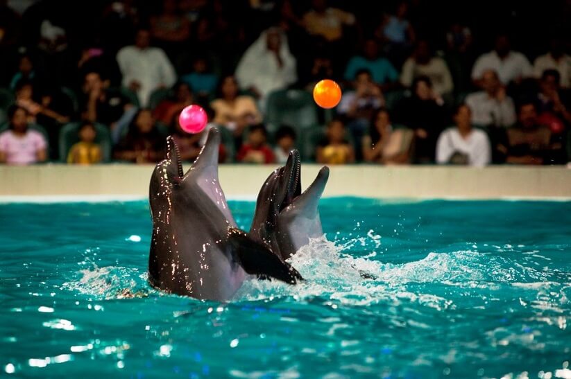 Dubai Dolphinarium - An Eye-Catching Location to Explore